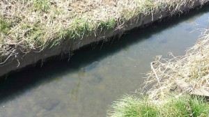 13012648_913263265458093_417791183374782137_n